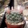 Mammillaria candida