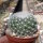 Mammillaria candida