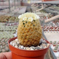 Mammillaria carmenae