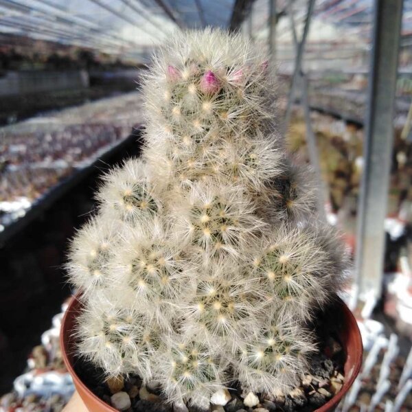 Mammillaria carmenae-Hybr.