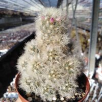 Mammillaria carmenae-Hybr.