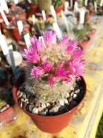 Mammillaria carmenae-Hybr.
