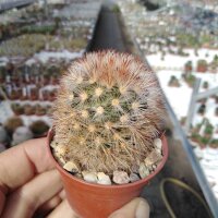 Mammillaria carmenae-Hybr. cv. brunispina
