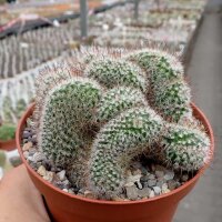 Mammillaria bombycina cristata
