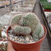 Mammillaria bombycina cristata