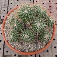 Mammillaria centralifera Rep. 1141