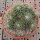 Mammillaria centralifera Rep. 1141