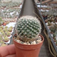 Mammillaria chinocephala Sandia, Aramberri, Mexico