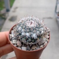Mammillaria chinocephala Sandia, Aramberri, Mexico