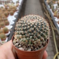 Mammillaria chinocephala Sandia, Aramberri, Mexico