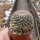 Mammillaria chinocephala Sandia, Aramberri, Mexico