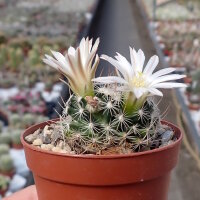 Mammillaria coahuilensis