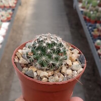 Mammillaria coahuilensis