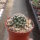 Mammillaria coahuilensis