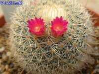 Mammillaria collina