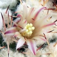 Mammillaria collinsii