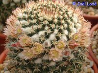 Mammillaria collinsii