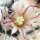 Mammillaria collinsii