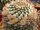 Mammillaria collinsii