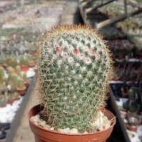 Mammillaria columbiana