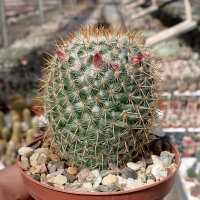 Mammillaria columbiana