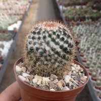 Mammillaria columbiana