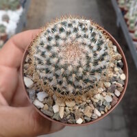 Mammillaria columbiana