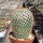 Mammillaria columbiana