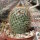 Mammillaria columbiana