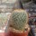 Mammillaria columbiana