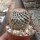 Mammillaria columbiana