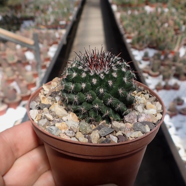 Mammillaria compacticaulis