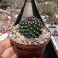 Mammillaria compacticaulis