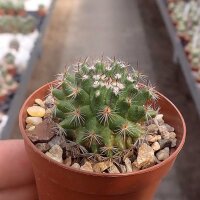 Mammillaria compacticaulis