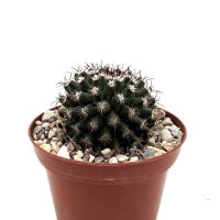 Mammillaria compacticaulis