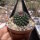 Mammillaria compacticaulis