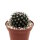 Mammillaria compacticaulis