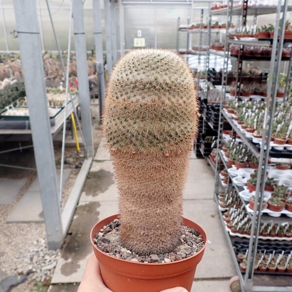 Mammillaria conspicua