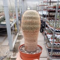 Mammillaria conspicua