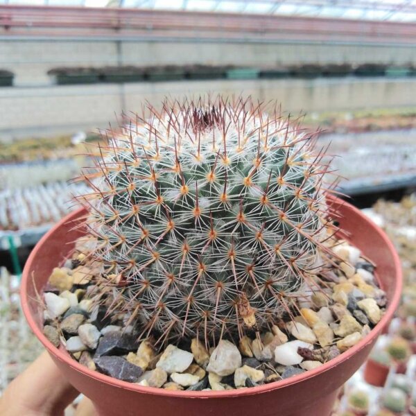 Mammillaria conspicua Südl. Zapotitlan, Puebla