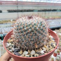Mammillaria conspicua Südl. Zapotitlan, Puebla