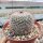 Mammillaria conspicua Südl. Zapotitlan, Puebla