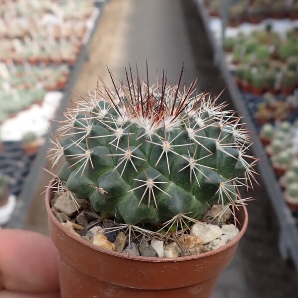 Mammillaria craigii La Bufa, Chihuahua, Mexiko