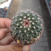 Mammillaria craigii La Bufa, Chihuahua, Mexiko