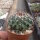 Mammillaria craigii La Bufa, Chihuahua, Mexiko