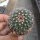 Mammillaria craigii La Bufa, Chihuahua, Mexiko