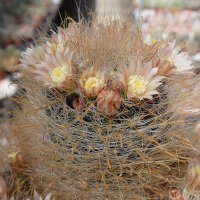 Mammillaria crinita