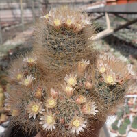 Mammillaria crinita