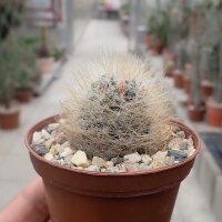 Mammillaria crinita