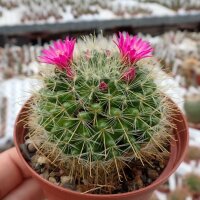 Mammillaria crinita cv. rubriflora